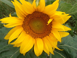 Tournesol