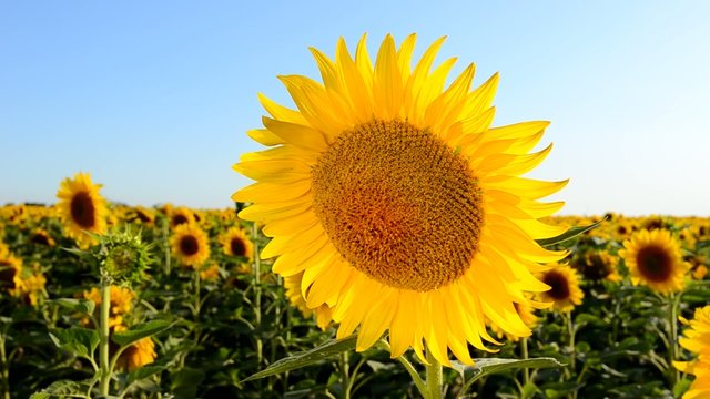 Sunflower against a sky.Original video without any processing