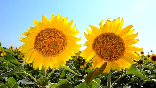 Two Sunflowers. Original video without any processing.