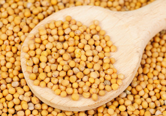 Mustard seeds in wooden spoon and over as  background
