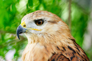 Close-up of a long-legged buzzard (Buteo rufinus). .