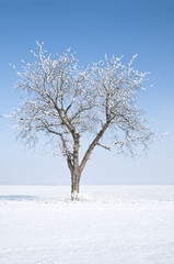 Kirschbaum im Winter