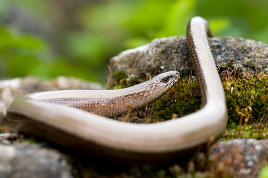 Blindschleiche