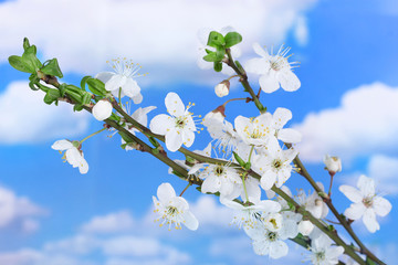 beautiful cherry blossom on blue sky background