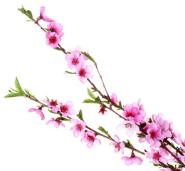 Fototapeta premium beautiful pink peach blossom isolated on white