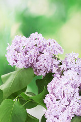 beautiful lilac flowers on green background