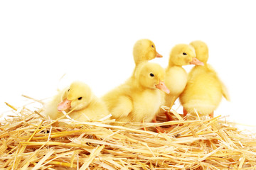 Five duckling on straw isolated on white