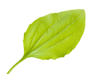 plantain leaf isolated on a white