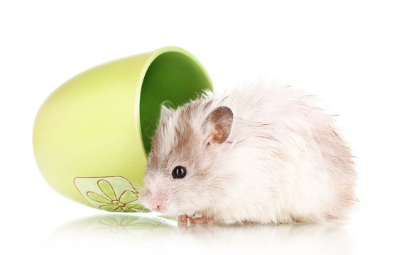 Cute hamster in cup isolated white