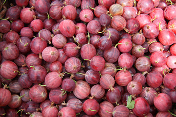 groseilles à maquereau