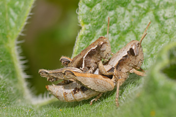 saltamontes sobre hojas