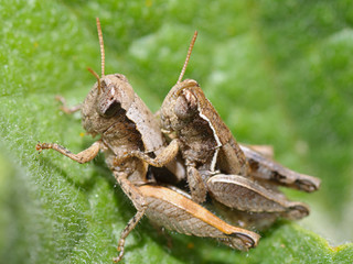 Saltamontes sobre hojas