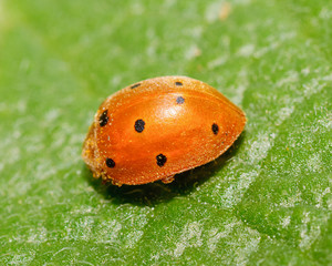 mariquita (Coccinellidae)  sobre hoja