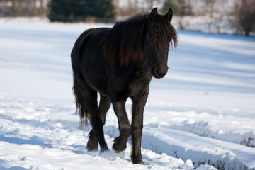 Black horse in winter