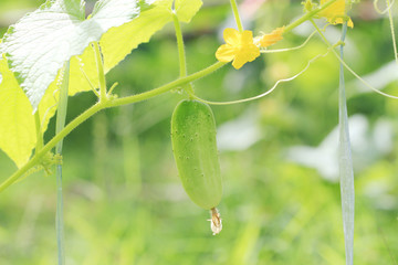 green cucumber on the branch