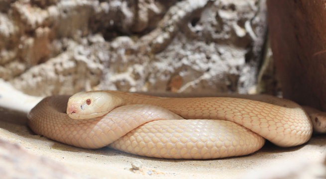 whire cobra snake
