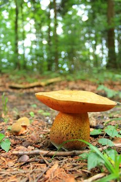 Netzstieliger Bilder Durchsuchen 24 Archivfotos, und