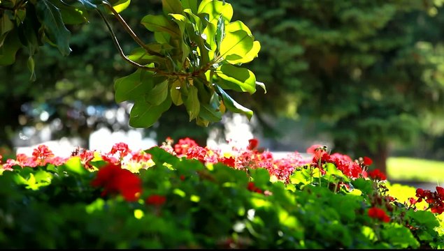City park in Madrid