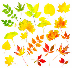 Collection of Beautiful Colourful Autumn Leaves