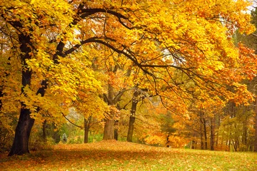 Foto auf Alu-Dibond Herbst / Goldbäume in einem Park © Taiga