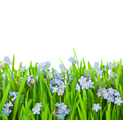 Obraz na płótnie Canvas Myosotis kwiaty do Green Grass / Pojedynczo na białym tle