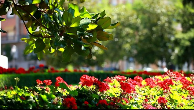 City park in Madrid