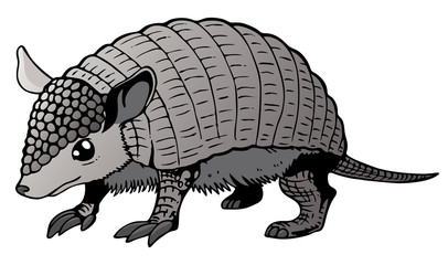 Armadillo 