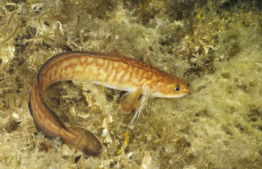 Obraz premium Gaidropsarus mediterraneus on the background of water grass.