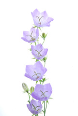 blue campanula floers