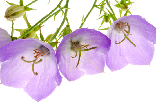 campanula flowres