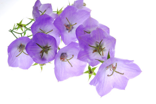 campanula flowres