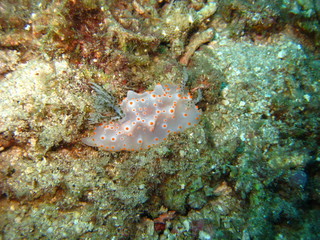 Nudibranch