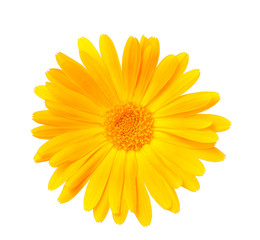 Calendula