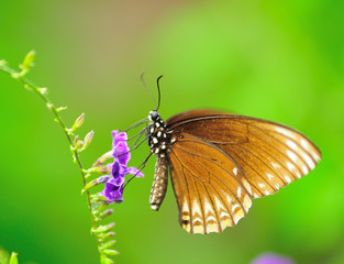 Cloce-up Butterfly