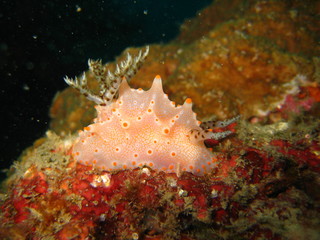 Nudibranch