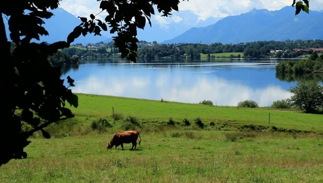Kuh auf Weide vor See und Berge