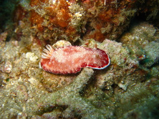 Nudibranch
