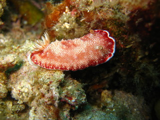 Nudibranch