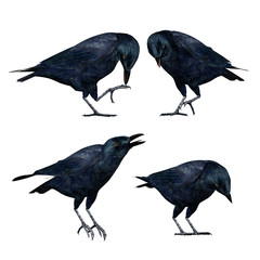 Fototapeta premium A set of 4 3D rendered Crows isolated on a white background