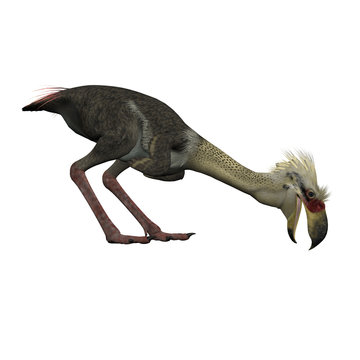 3D Isolated Prehistoric Bird - Phorusrhacos