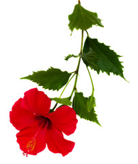 red hibiscus flower © neirfy