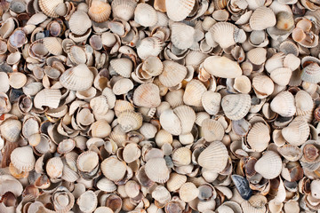 sea shells, background