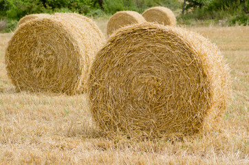 Balles rondes de paille