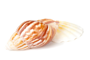 Shells