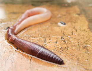earthworm