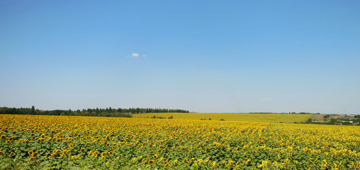 Sunflower, sunny day, blue clear sky as background