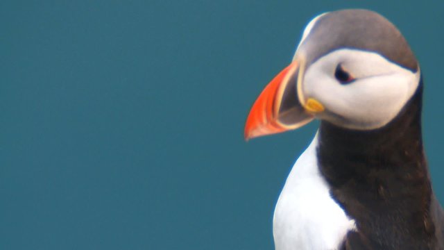 Papageientaucher