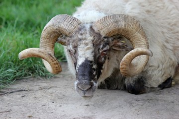 Walachenschafbockportrait
