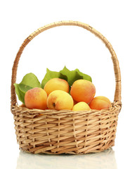 ripe apricots with green leaves in basket isolated on white