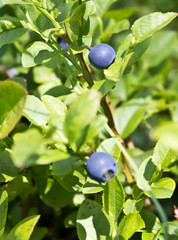 wild blueberry
